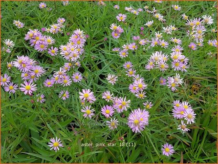 Aster &#039;Pink Star&#039; | Aster | Aster