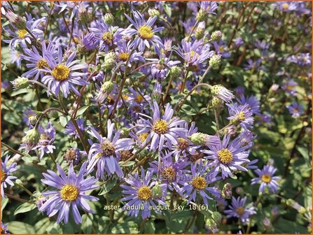 Aster radula &#039;August Sky&#039; | Aster | Raspel-Aster