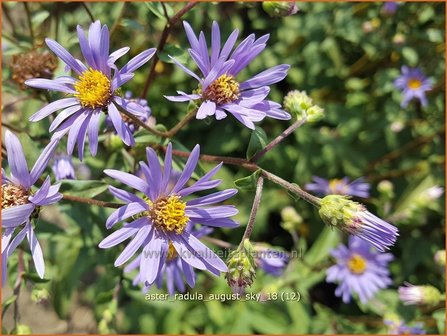 Aster radula &#039;August Sky&#039; | Aster | Raspel-Aster