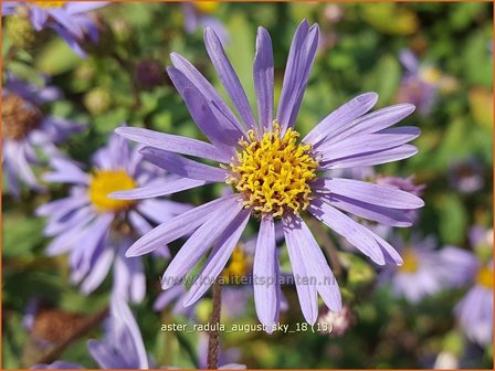 Aster radula &#039;August Sky&#039; | Aster | Raspel-Aster