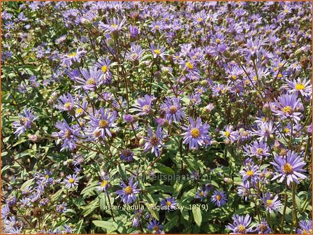 Aster radula &#039;August Sky&#039; | Aster | Raspel-Aster