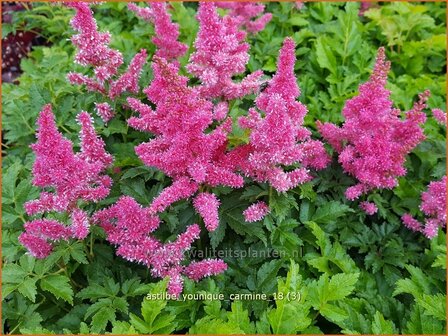 Astilbe &#039;Younique Carmine&#039; | Pluimspirea, Spirea | Prachtspiere