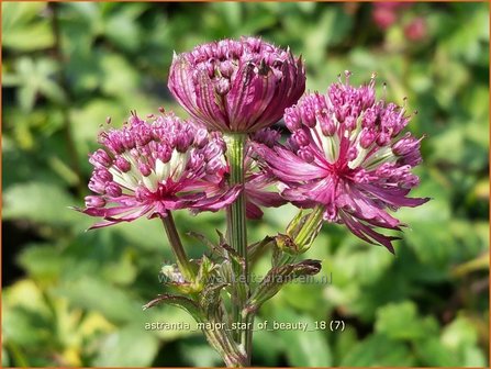 Astrantia major &#039;Star of Beauty&#039; | Zeeuws knoopje, Groot sterrenscherm | Gro&szlig;e Sterndolde