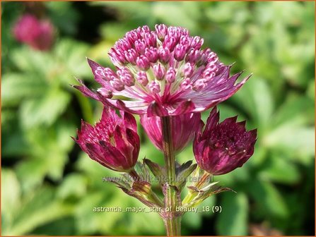 Astrantia major &#039;Star of Beauty&#039; | Zeeuws knoopje, Groot sterrenscherm | Gro&szlig;e Sterndolde