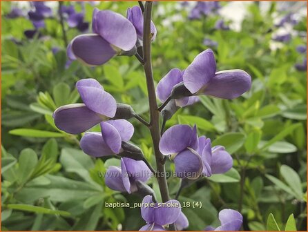 Baptisia &#039;Purple Smoke&#039; | Valse indigo, Indigolupine | Kleinere F&auml;rberh&uuml;lse