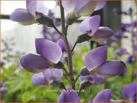 Baptisia &#039;Purple Smoke&#039; | Valse indigo, Indigolupine | Kleinere F&auml;rberh&uuml;lse