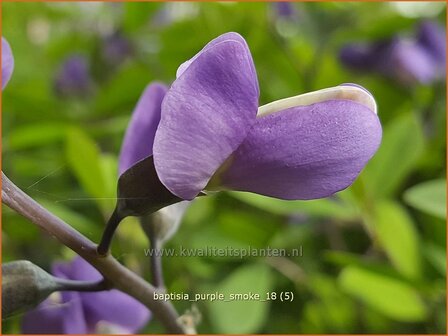 Baptisia &#039;Purple Smoke&#039; | Valse indigo, Indigolupine | Kleinere F&auml;rberh&uuml;lse