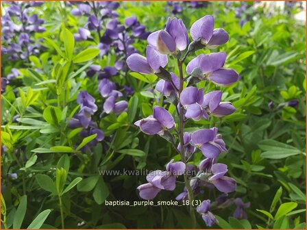 Baptisia &#039;Purple Smoke&#039; | Valse indigo, Indigolupine | Kleinere F&auml;rberh&uuml;lse