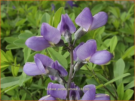 Baptisia &#039;Purple Smoke&#039; | Valse indigo, Indigolupine | Kleinere F&auml;rberh&uuml;lse