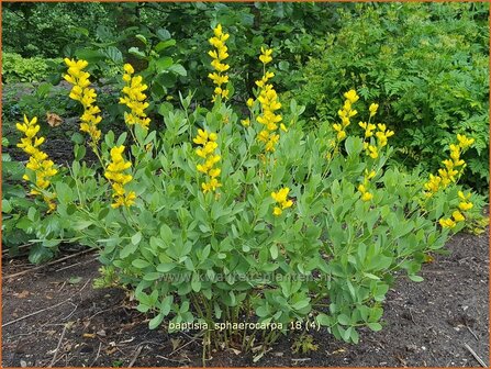 Baptisia sphaerocarpa | Valse indigo, Indigolupine | Kleinere F&auml;rberh&uuml;lse