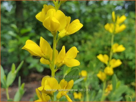 Baptisia sphaerocarpa | Valse indigo, Indigolupine | Kleinere F&auml;rberh&uuml;lse