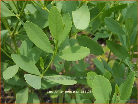 Baptisia sphaerocarpa | Valse indigo, Indigolupine | Kleinere F&auml;rberh&uuml;lse