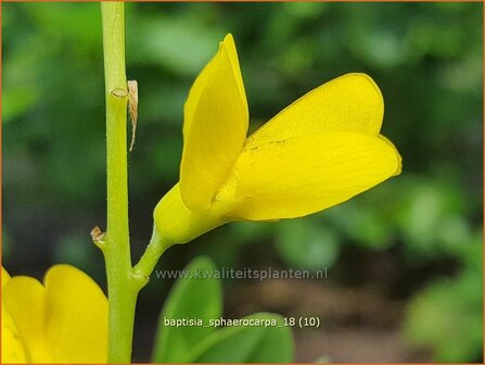 Baptisia sphaerocarpa | Valse indigo, Indigolupine | Kleinere F&auml;rberh&uuml;lse