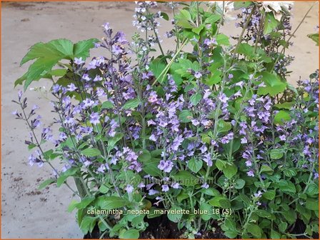 Calamintha nepeta &#039;Marvelette Blue&#039; | Bergsteentijm, Steentijm | Kleinbl&uuml;tige Bergminze