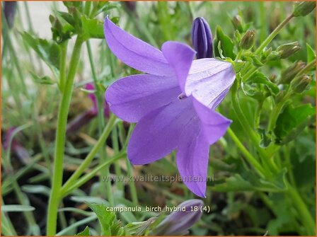 Campanula &#039;Birch Hybrid&#039; | Dalmatieklokje, Klokjesbloem | Polster-Glockenblume