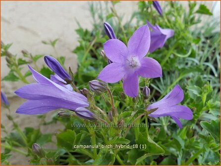 Campanula &#039;Birch Hybrid&#039; | Dalmatieklokje, Klokjesbloem | Polster-Glockenblume