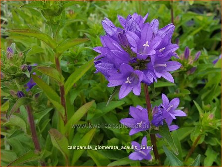 Campanula glomerata &#039;Acaulis&#039; | Kluwenklokje, Klokjesbloem | Kn&auml;uel-Glockenblume