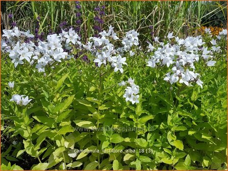 Campanula lactiflora &#039;Alba&#039; | Klokjesbloem | Dolden-Glockenblume