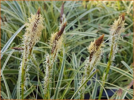 Carex &#039;Feather Falls&#039; | Zegge | Segge