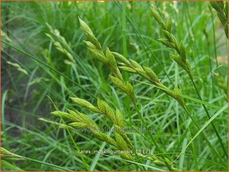 Carex muskingumensis | Palmzegge, Zegge | Palmwedel-Segge