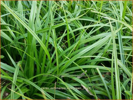 Carex oshimensis &#039;Evergreen&#039; | Zegge | Buntlaubige Segge