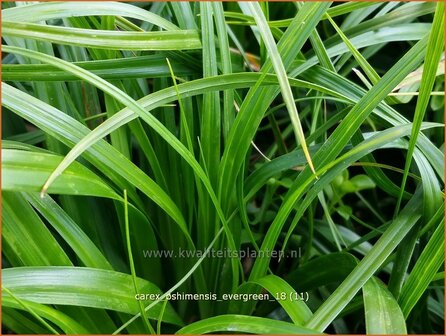 Carex oshimensis &#039;Evergreen&#039; | Zegge | Buntlaubige Segge