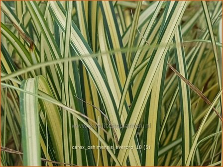 Carex oshimensis &#039;Everoro&#039; | Zegge | Buntlaubige Segge