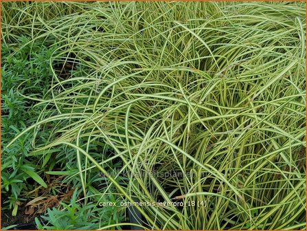 Carex oshimensis &#039;Everoro&#039; | Zegge | Buntlaubige Segge