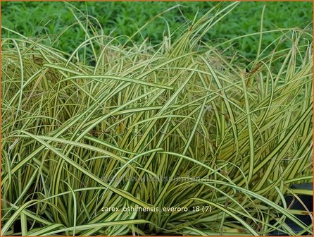 Carex oshimensis &#039;Everoro&#039; | Zegge | Buntlaubige Segge