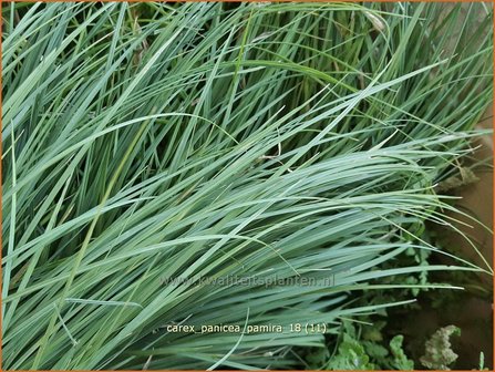 Carex panicea &amp;#x0027;Pamira&amp;#x0027; | Blauwe zegge, Zegge | Hirse-Segge