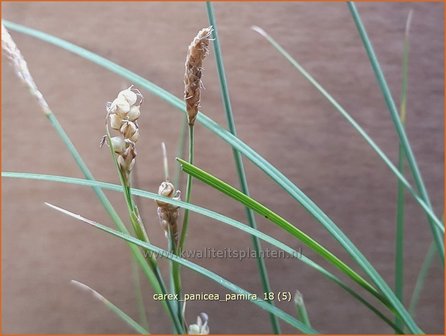 Carex panicea &amp;#x0027;Pamira&amp;#x0027; | Blauwe zegge, Zegge | Hirse-Segge