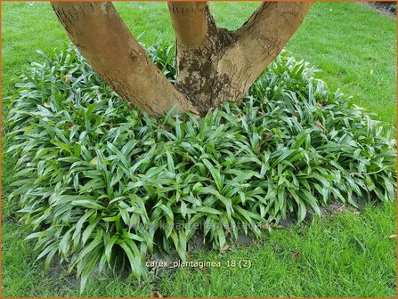 Carex plantaginea | Zegge | Immergr&uuml;ne Breitblatt-Segge