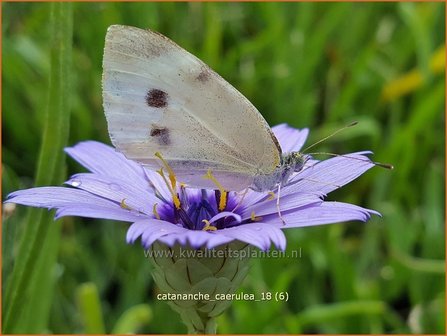 Catananche caerulea | Blauwe strobloem, Strobloem | Blaubl&uuml;tige Rasselblume