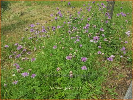 Centaurea jacea | Zwart knoopkruid, Knoopkruid, Centaurie | Wiesen-Flockenblume