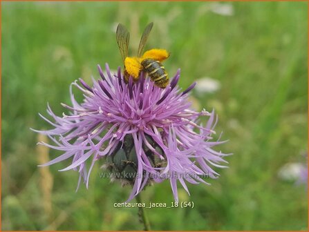 Centaurea jacea | Zwart knoopkruid, Knoopkruid, Centaurie | Wiesen-Flockenblume