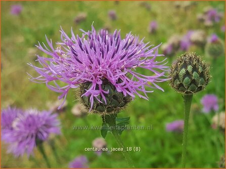 Centaurea jacea | Zwart knoopkruid, Knoopkruid, Centaurie | Wiesen-Flockenblume