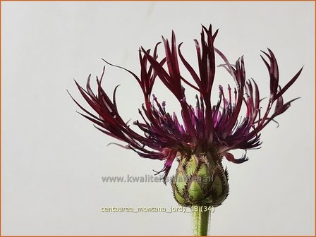 Centaurea montana &#039;Jordy&#039; | Bergkorenbloem, Bergcentaurie, Korenbloem, Centaurie | Berg-Flockenblume