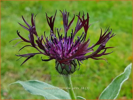 Centaurea montana &#039;Jordy&#039; | Bergkorenbloem, Bergcentaurie, Korenbloem, Centaurie | Berg-Flockenblume