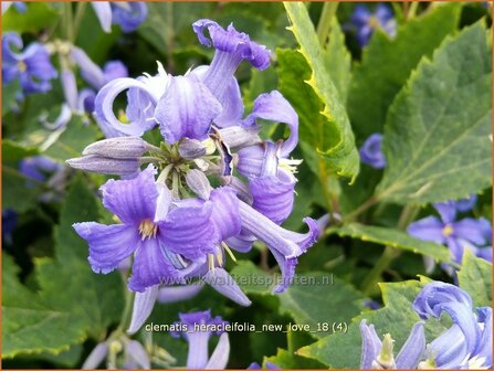 Clematis heracleifolia &#039;New Love&#039; | Bosrank, Clematis | Breitbl&auml;ttrige Waldrebe