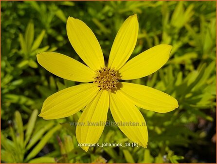 Coreopsis &#039;Johannes&#039; | Meisjesogen | M&auml;dchenauge