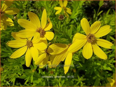 Coreopsis &#039;Johannes&#039; | Meisjesogen | M&auml;dchenauge