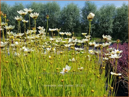 Coreopsis &#039;Star Cluster&#039; | Meisjesogen | M&auml;dchenauge