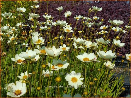 Coreopsis &#039;Star Cluster&#039; | Meisjesogen | M&auml;dchenauge