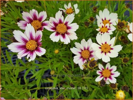 Coreopsis &#039;Star Cluster&#039; | Meisjesogen | M&auml;dchenauge