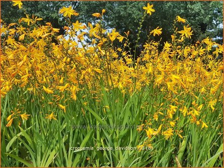 Crocosmia &#039;George Davidson&#039; | Montbretia | Montbretie