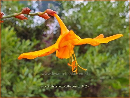 Crocosmia &#039;Star of the East&#039; | Montbretia | Montbretie