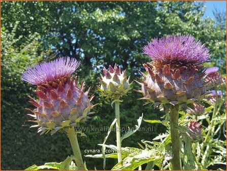 Cynara scolymus | Artisjok, Kardoen | Artischocke