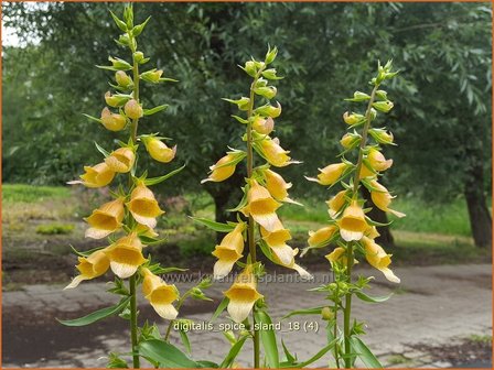 Digitalis &#039;Spice Island&#039; | Vingerhoedskruid | Fingerhut