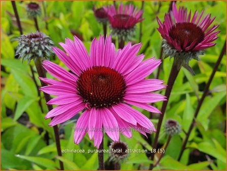 Echinacea purpurea &#039;Fatal Attraction&#039; | Rode zonnehoed, Zonnehoed | Roter Sonnenhut