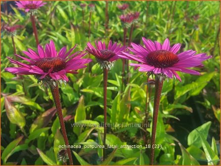 Echinacea purpurea &#039;Fatal Attraction&#039; | Rode zonnehoed, Zonnehoed | Roter Sonnenhut